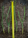 Rooted cuttings of Euphorbia phosphorea, low maintenance succulent, organically grown plants for sale at TOMS FLOWer CLUB.