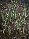 Rooted cuttings of Euphorbia phosphorea, low maintenance succulent, organically grown plants for sale at TOMS FLOWer CLUB.