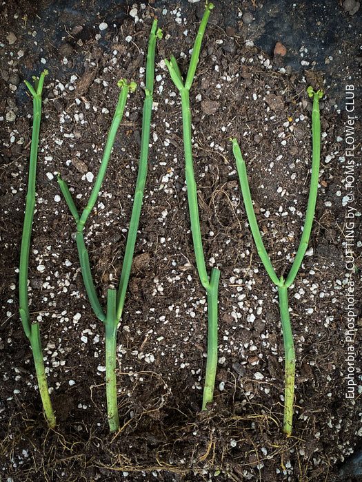 Rooted cuttings of Euphorbia phosphorea, low maintenance succulent, organically grown plants for sale at TOMS FLOWer CLUB.
