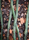 Euphorbia platyclada erecta, organically grown Madagascar originating succulent plants for sale at TOMs FLOWer CLUB.
