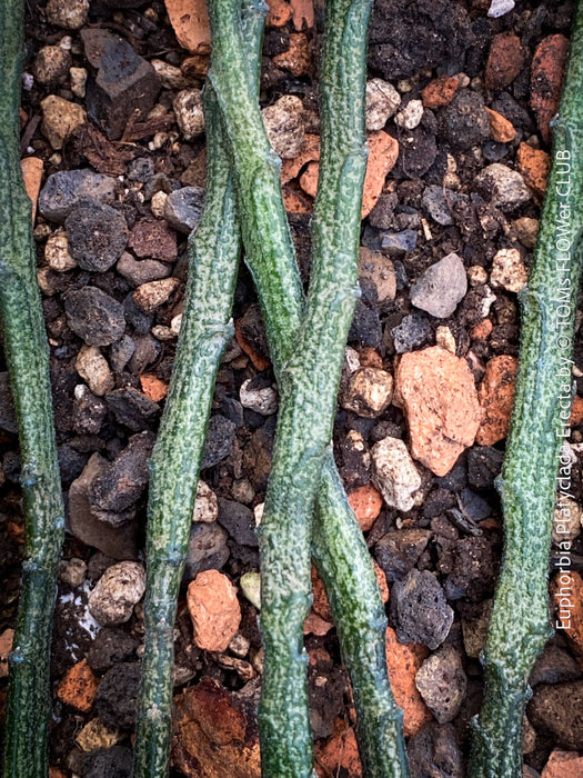 Euphorbia platyclada erecta, organically grown Madagascar originating succulent plants for sale at TOMs FLOWer CLUB.