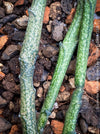 Euphorbia platyclada erecta, organically grown Madagascar originating succulent plants for sale at TOMs FLOWer CLUB.