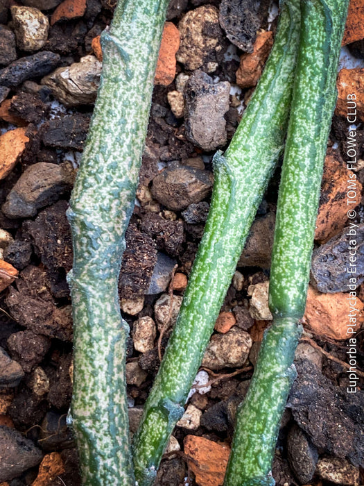 Euphorbia platyclada erecta, organically grown Madagascar originating succulent plants for sale at TOMs FLOWer CLUB.