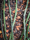 Euphorbia platyclada erecta, organically grown Madagascar originating succulent plants for sale at TOMs FLOWer CLUB.