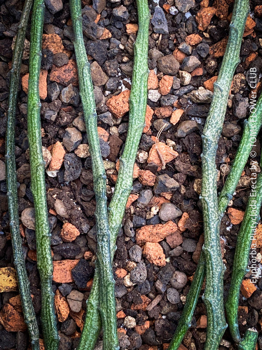 Euphorbia platyclada erecta, organically grown Madagascar originating succulent plants for sale at TOMs FLOWer CLUB.