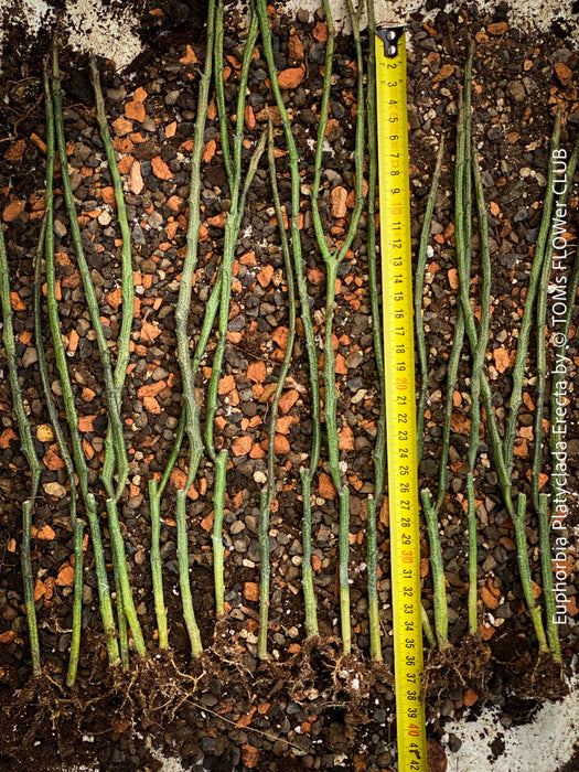 Euphorbia platyclada erecta, organically grown Madagascar originating succulent plants for sale at TOMs FLOWer CLUB.