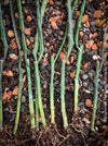 Euphorbia platyclada erecta, organically grown Madagascar originating succulent plants for sale at TOMs FLOWer CLUB.