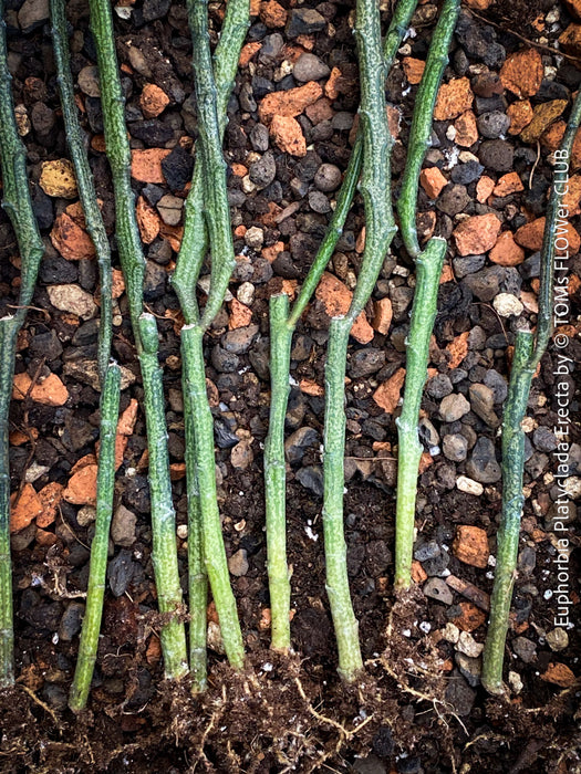 Euphorbia platyclada erecta, organically grown Madagascar originating succulent plants for sale at TOMs FLOWer CLUB.
