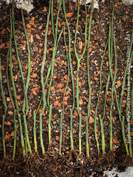 Euphorbia platyclada erecta, organically grown Madagascar originating succulent plants for sale at TOMs FLOWer CLUB.