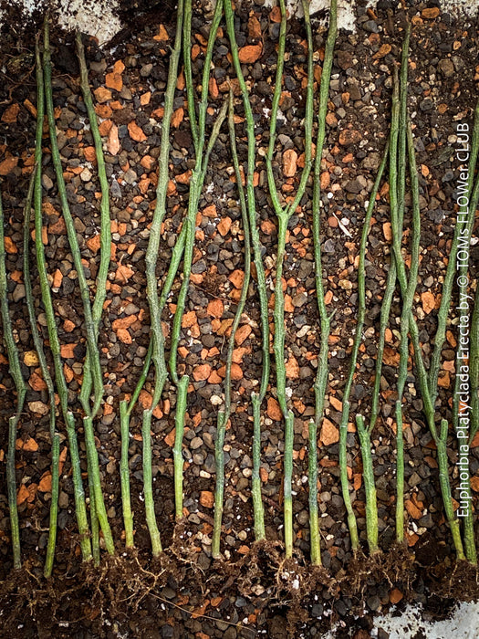 Euphorbia platyclada erecta, organically grown Madagascar originating succulent plants for sale at TOMs FLOWer CLUB.
