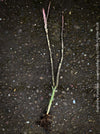 Euphorbia platyclada, rooted cuttings, organically grown Madagascar originating succulent plants for sale at TOMs FLOWer CLUB.