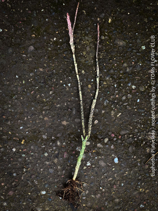 Euphorbia platyclada, rooted cuttings, organically grown Madagascar originating succulent plants for sale at TOMs FLOWer CLUB.