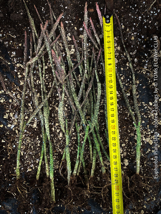 Euphorbia platyclada, rooted cuttings, organically grown Madagascar originating succulent plants for sale at TOMs FLOWer CLUB.