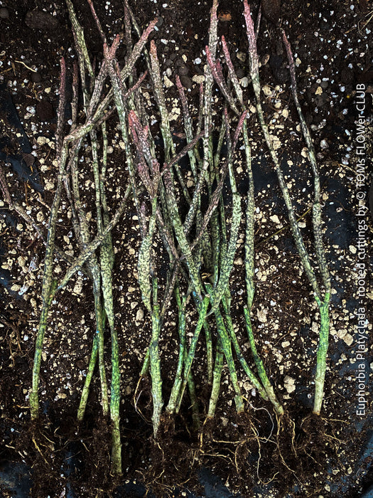 Euphorbia platyclada, rooted cuttings, organically grown Madagascar originating succulent plants for sale at TOMs FLOWer CLUB.