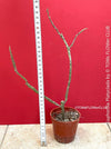 Euphorbia platyclada, organically grown Madagascar originating succulent plants for sale at TOMs FLOWer CLUB.