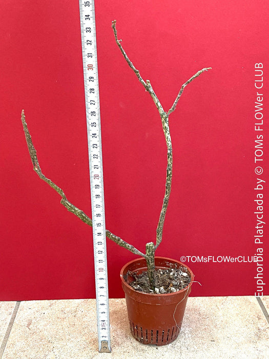 Euphorbia platyclada, organically grown Madagascar originating succulent plants for sale at TOMs FLOWer CLUB.