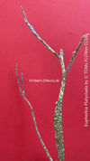 Euphorbia platyclada, organically grown Madagascar originating succulent plants for sale at TOMs FLOWer CLUB.
