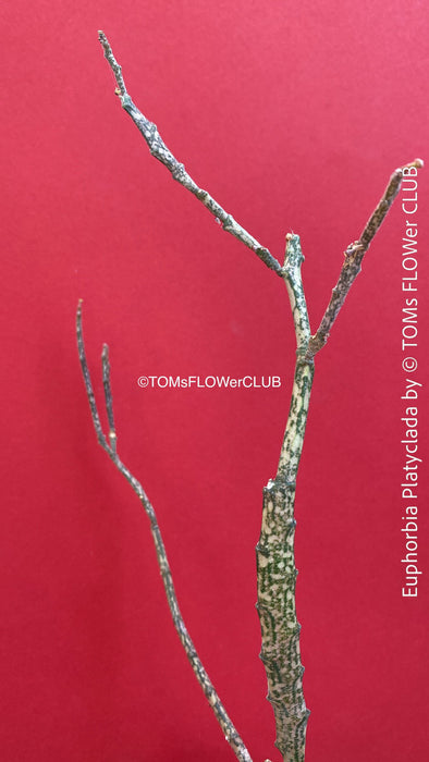 Euphorbia platyclada, organically grown Madagascar originating succulent plants for sale at TOMs FLOWer CLUB.