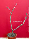 Euphorbia platyclada erecta, organically grown Madagascar originating succulent plants for sale at TOMs FLOWer CLUB.