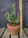 Euphorbia Polyacantha, organically grown succulent plants for sale at TOMs FLOWer CLUB.