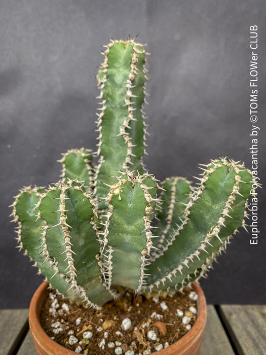 Euphorbia Polyacantha, organically grown succulent plants for sale at TOMs FLOWer CLUB.