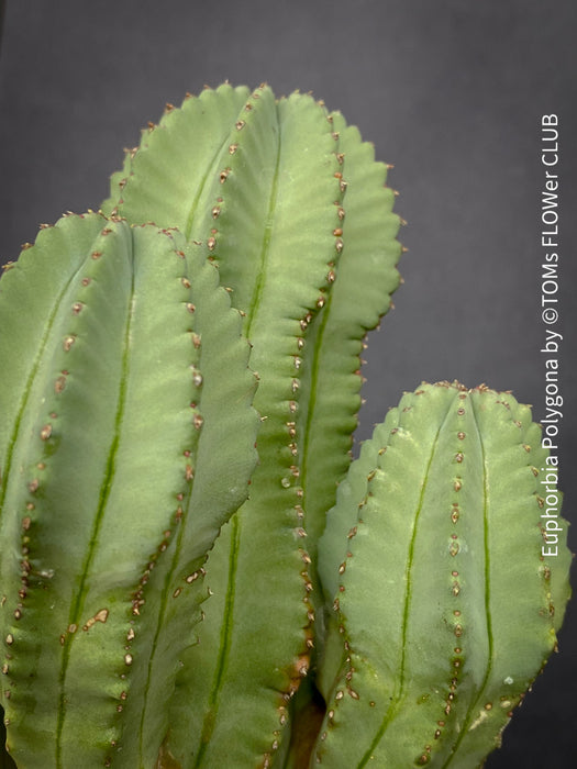 euphorbia succulent types Euphorbia Polygona | organically grown succulent plants