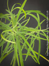 Euphorbia Regis-jubae  - Canary Islands Tree Spurge for sale at TOMs FLOWer CLUB. 