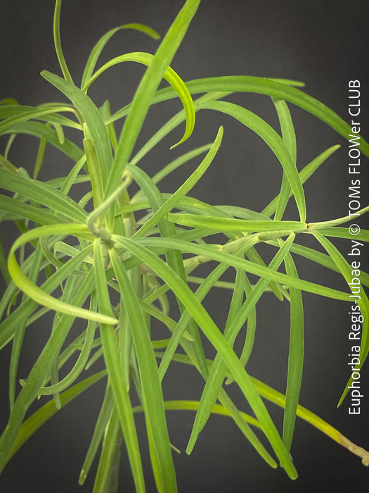 Euphorbia Regis-jubae  - Canary Islands Tree Spurge for sale at TOMs FLOWer CLUB. 