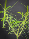 Green leaves of Euphorbia Regis-jubae  - Canary Islands Tree Spurge for sale at TOMs FLOWer CLUB. 