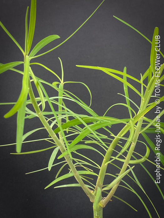 Green leaves of Euphorbia Regis-jubae  - Canary Islands Tree Spurge for sale at TOMs FLOWer CLUB. 