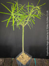 Euphorbia Regis-jubae  - Canary Islands Tree Spurge for sale at TOMs FLOWer CLUB. in Zurich, Switzerland.