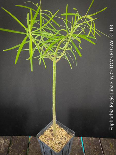 Euphorbia Regis-jubae  - Canary Islands Tree Spurge for sale at TOMs FLOWer CLUB. in Zurich, Switzerland.