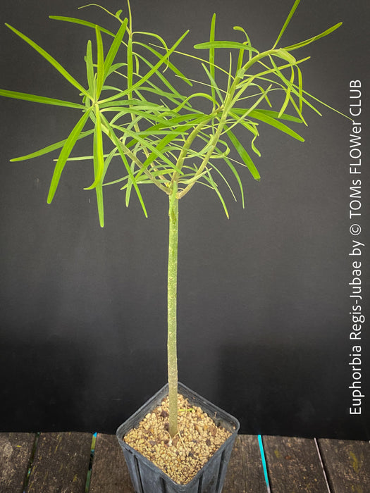 Euphorbia Regis-jubae  - Canary Islands Tree Spurge for sale at TOMs FLOWer CLUB. in Zurich, Switzerland.