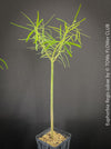 Euphorbia Regis-jubae  - Canary Islands Tree Spurge for sale at TOMs FLOWer CLUB. in Zurich, Switzerland.