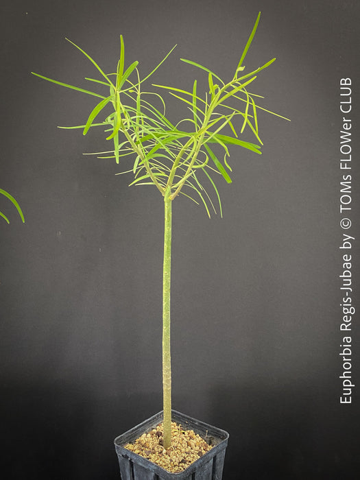 Euphorbia Regis-jubae  - Canary Islands Tree Spurge for sale at TOMs FLOWer CLUB. in Zurich, Switzerland.