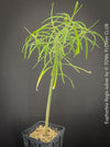 Euphorbia Regis-jubae  - Canary Islands Tree Spurge for sale at TOMs FLOWer CLUB. in Zurich, Switzerland.