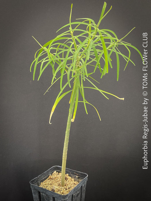 Euphorbia Regis-jubae  - Canary Islands Tree Spurge for sale at TOMs FLOWer CLUB. in Zurich, Switzerland.