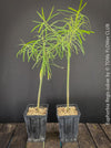 Euphorbia Regis-jubae  - Canary Islands Tree Spurge for sale at TOMs FLOWer CLUB. in Zurich, Switzerland.