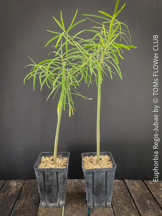 Euphorbia Regis-jubae  - Canary Islands Tree Spurge for sale at TOMs FLOWer CLUB. in Zurich, Switzerland.