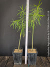 Mature Euphorbia Regis-jubae  - Canary Islands Tree Spurge for sale at TOMs FLOWer CLUB. in Zurich, Switzerland.