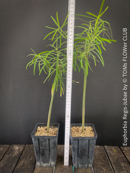 Mature Euphorbia Regis-jubae  - Canary Islands Tree Spurge for sale at TOMs FLOWer CLUB. in Zurich, Switzerland.