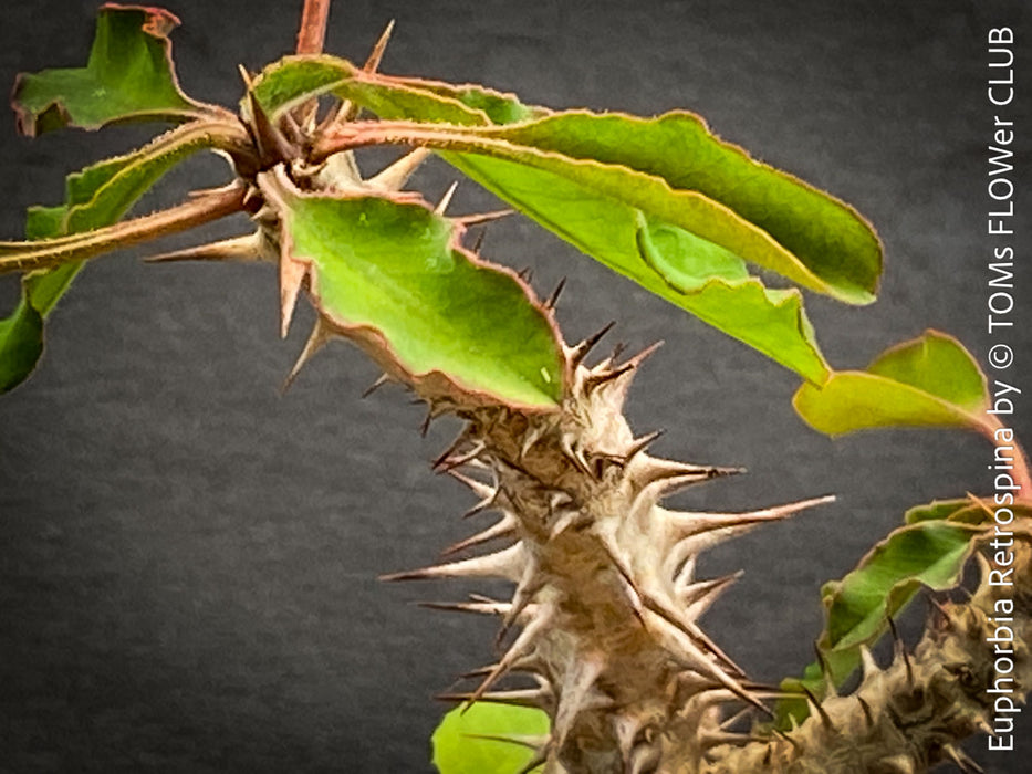 Euphorbia Retrospina, organically grown succulent plants from Madagaskar for sale at TOMs FLOWer CLUB.