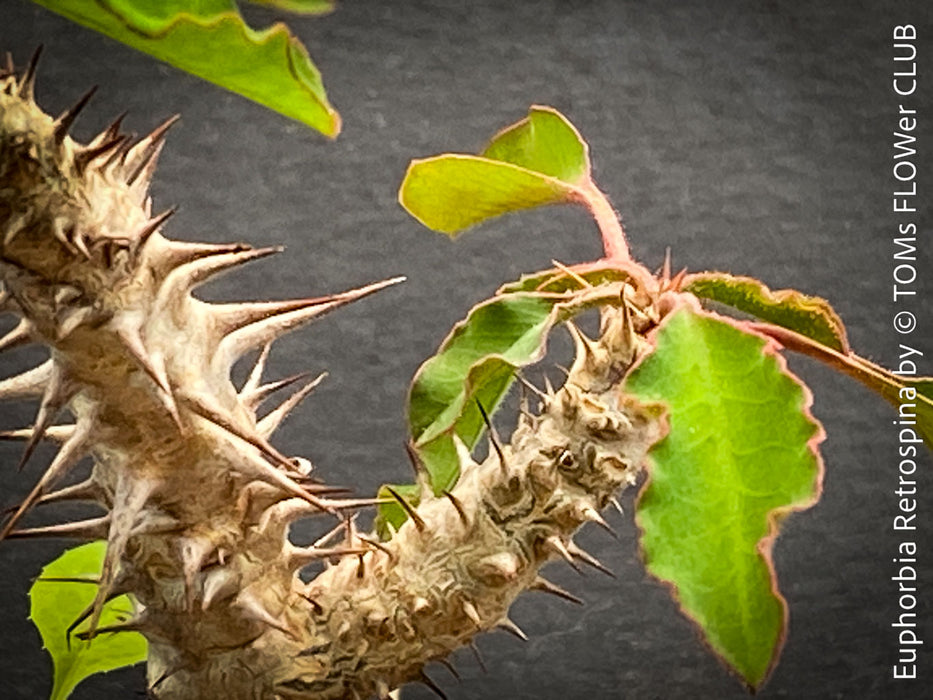 Euphorbia Retrospina, organically grown succulent plants from Madagaskar for sale at TOMs FLOWer CLUB.