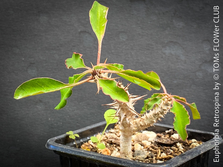 Euphorbia Retrospina, organically grown succulent plants from Madagaskar for sale at TOMs FLOWer CLUB.