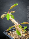 Euphorbia Retrospina, organically grown succulent plants from Madagaskar for sale at TOMs FLOWer CLUB.