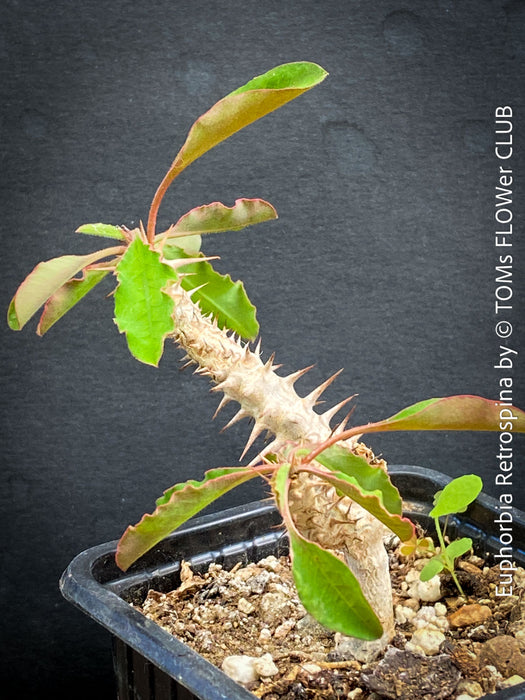 Euphorbia Retrospina, organically grown succulent plants from Madagaskar for sale at TOMs FLOWer CLUB.