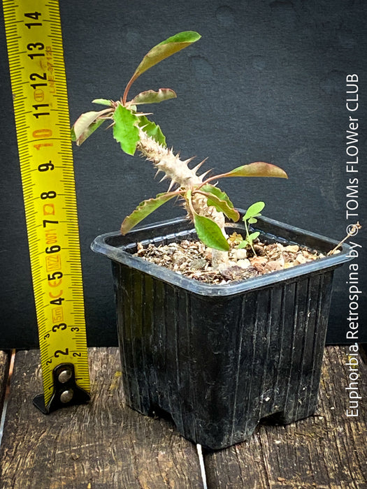 Euphorbia Retrospina, organically grown succulent plants from Madagaskar for sale at TOMs FLOWer CLUB.