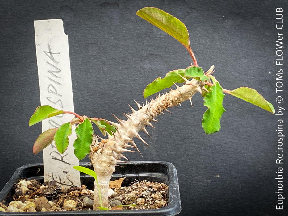 Euphorbia Retrospina, organically grown succulent plants from Madagaskar for sale at TOMs FLOWer CLUB.