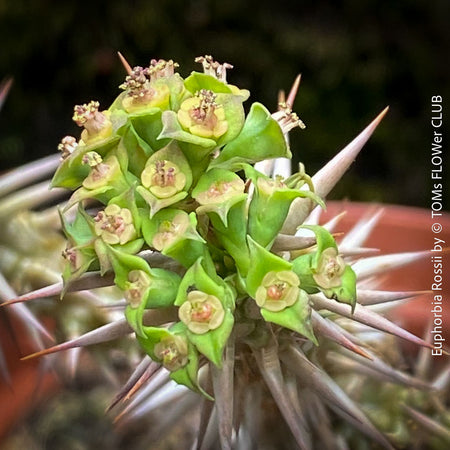 Euphorbia Sakarahaensis, organically grown succulent plants from Madagaskar for sale at TOMs FLOWer CLUB.