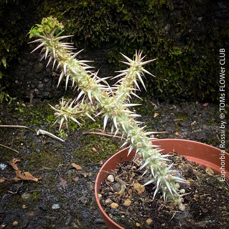 Euphorbia Rossii, organically grown succulent plants from Madagaskar for sale at TOMs FLOWer CLUB.